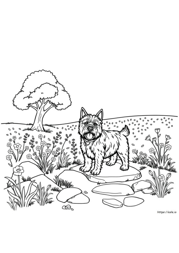 Cairn Terrier Coloring Pages