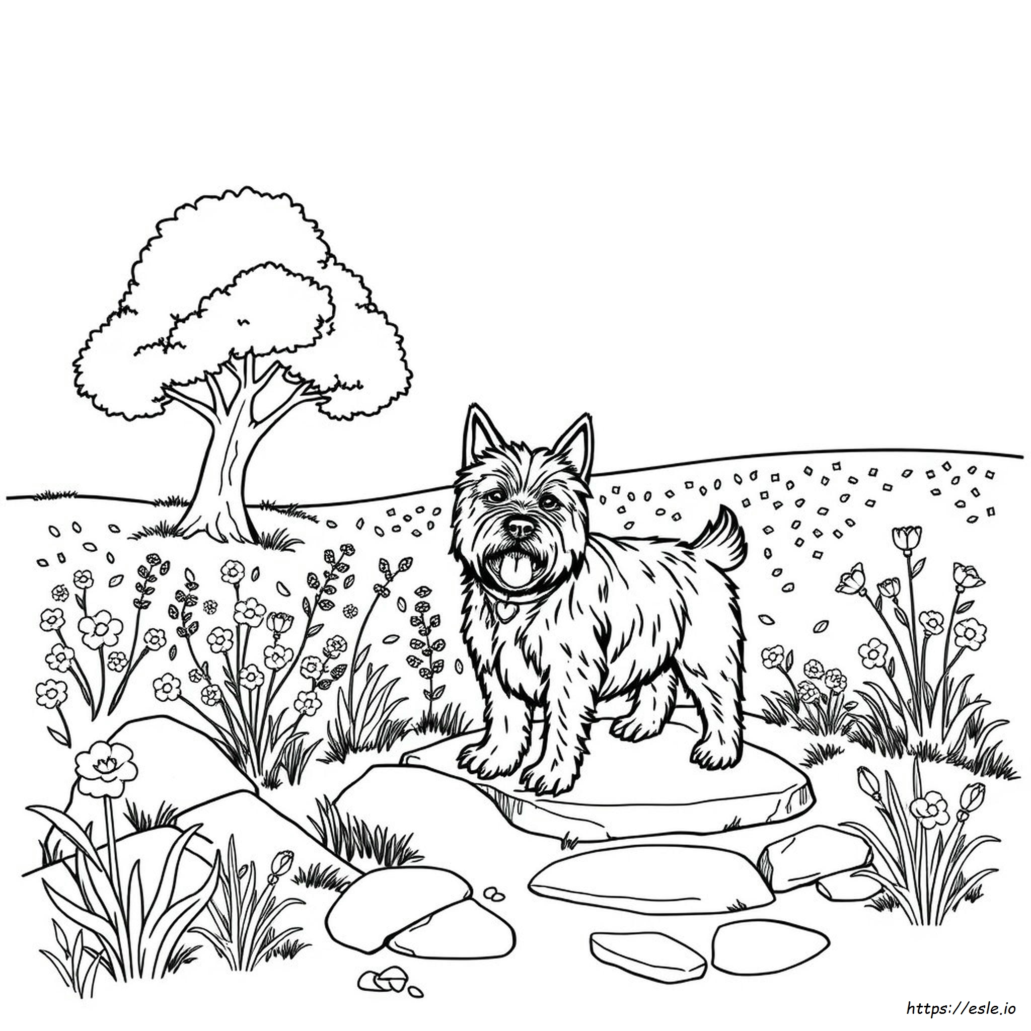 Cairn Terrier Coloring Pages