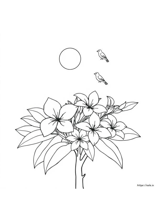 Plumeria Gambar Mewarnai