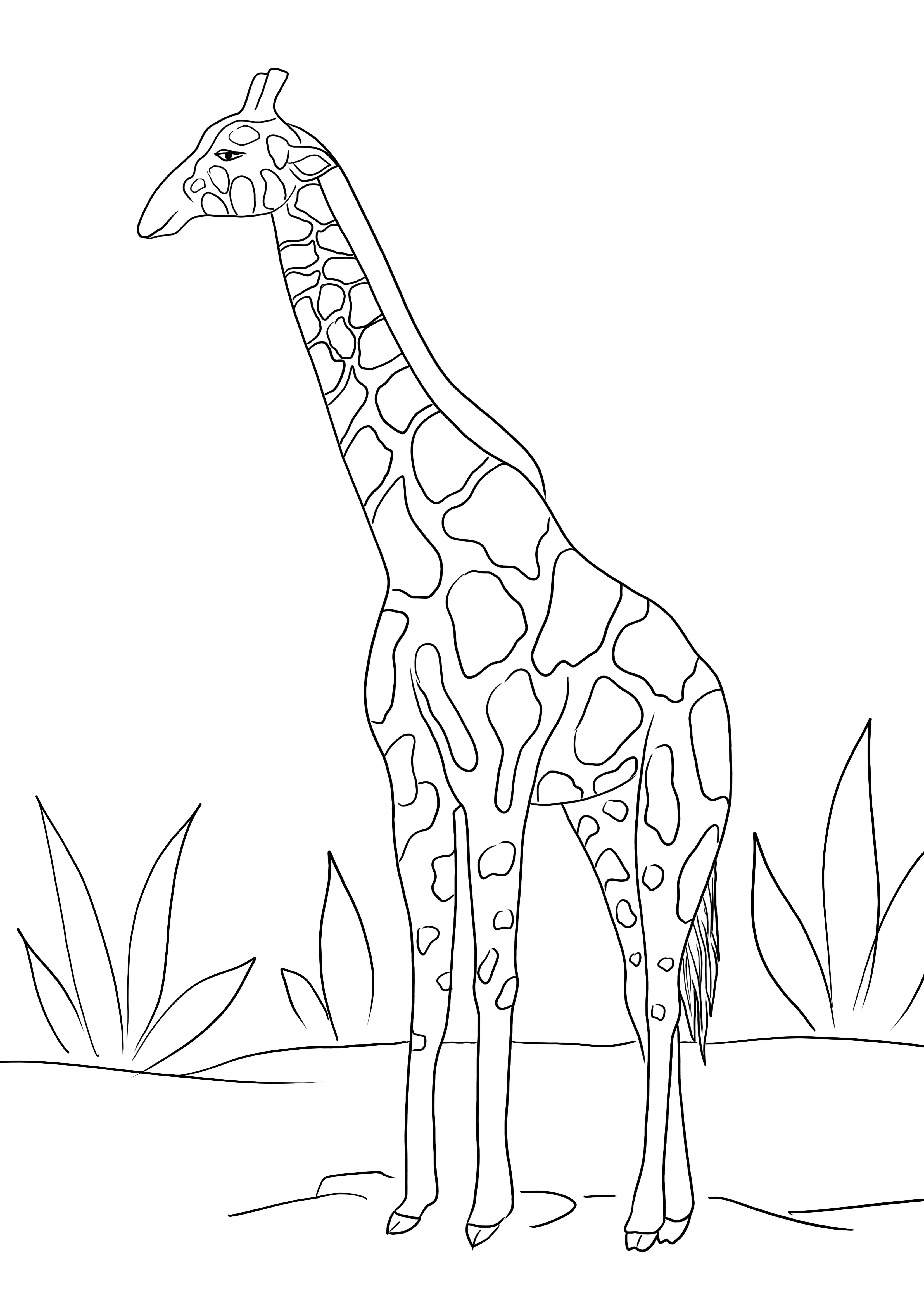 Giraffe voor gratis kleuren en eenvoudig downloaden van afbeeldingen om in te kleuren kleurplaat