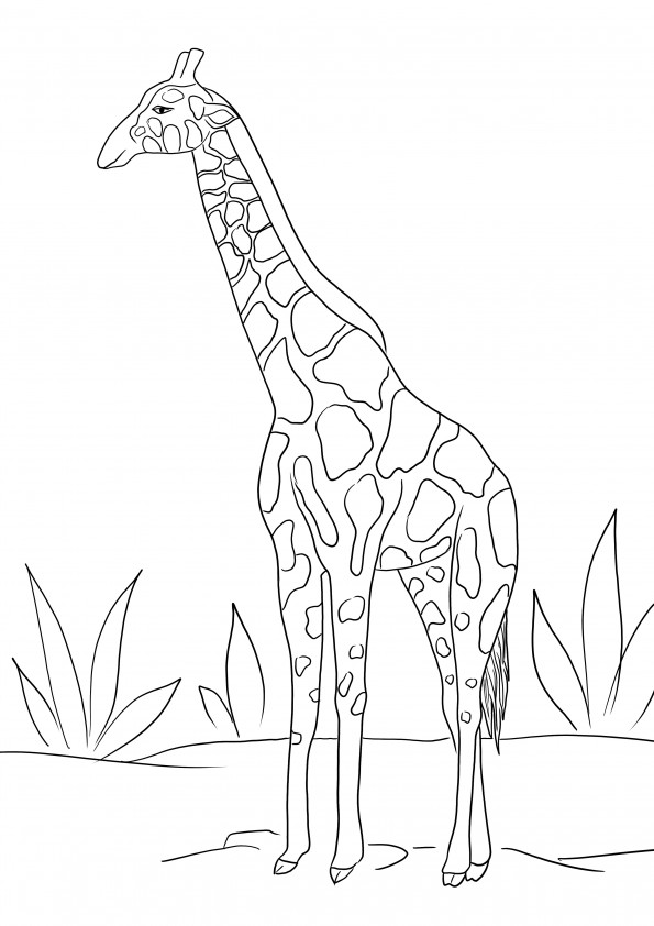 Giraffa per la colorazione gratuita e il download di immagini da colorare semplicemente