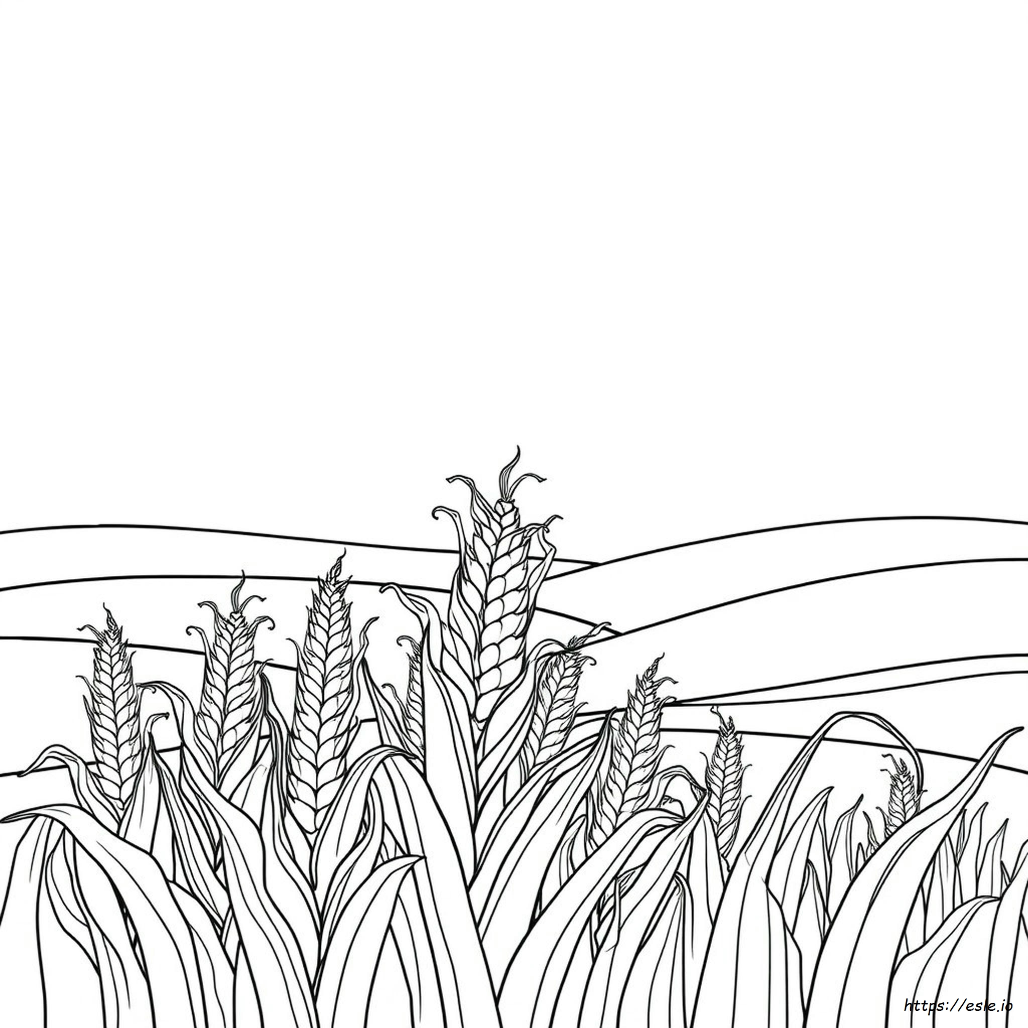 Disegni Di Pannocchie Da Colorare