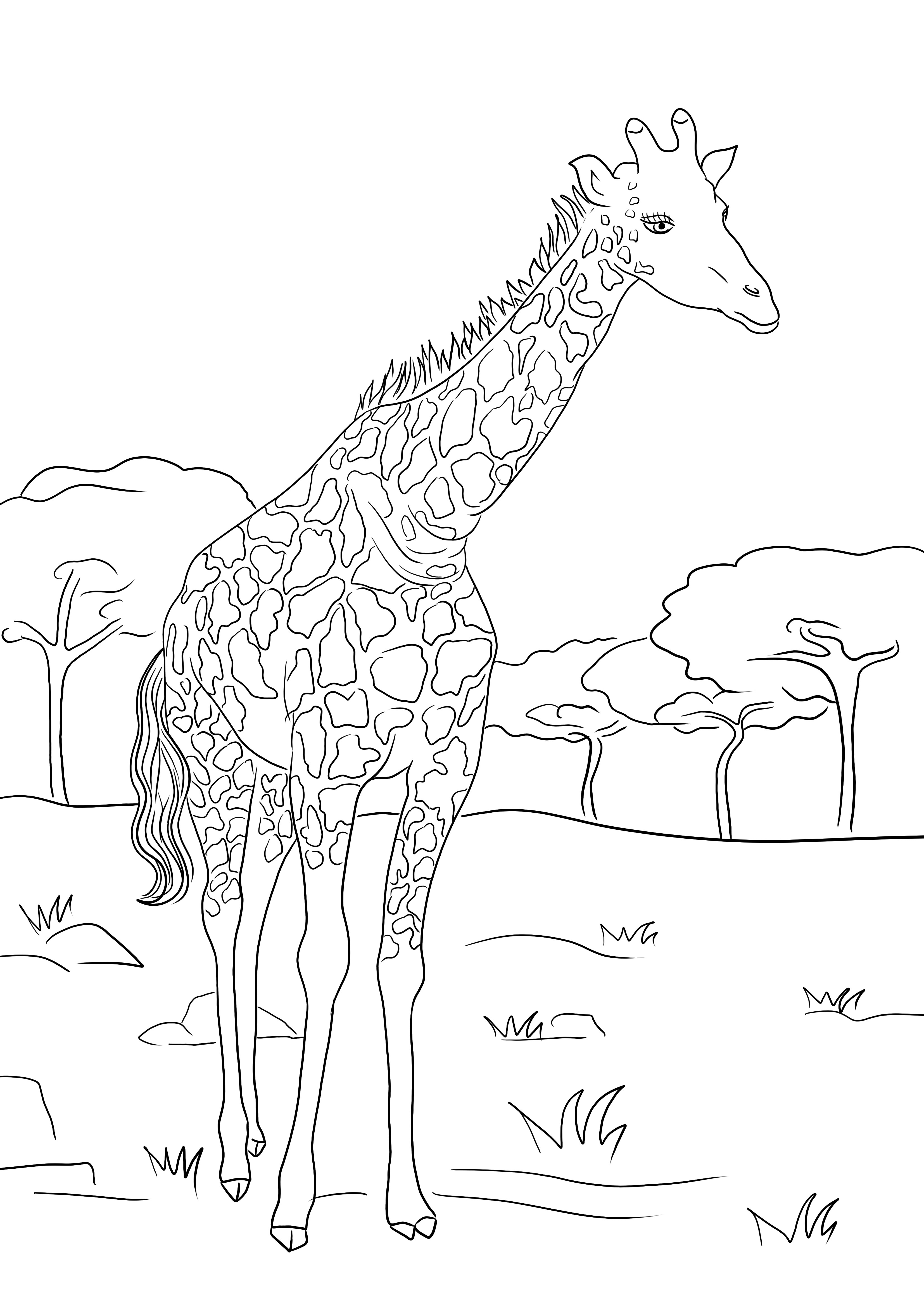 Mooie giraffe om gratis te downloaden of af te drukken en door kinderen te kleuren kleurplaat