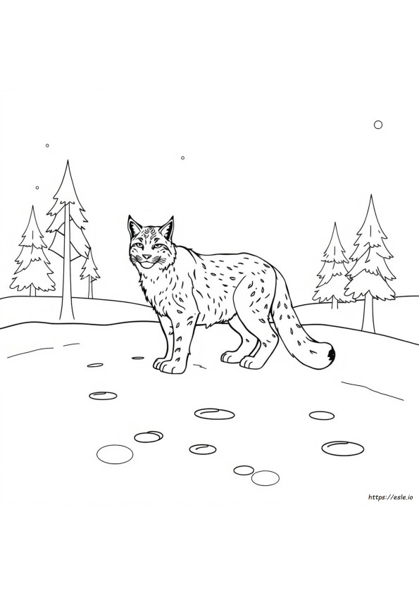 Lynx Colouring Page