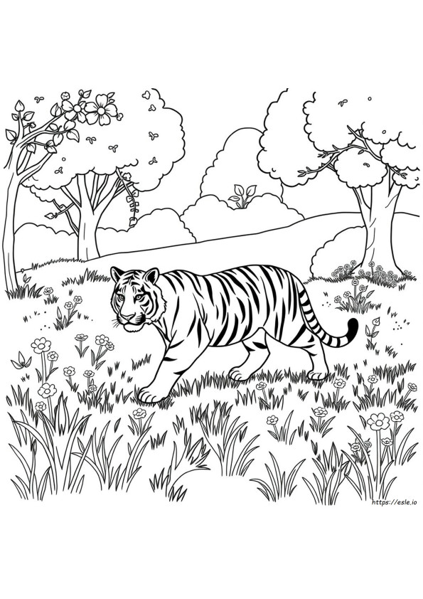 Immagine Da Colorare Di Una Tigre