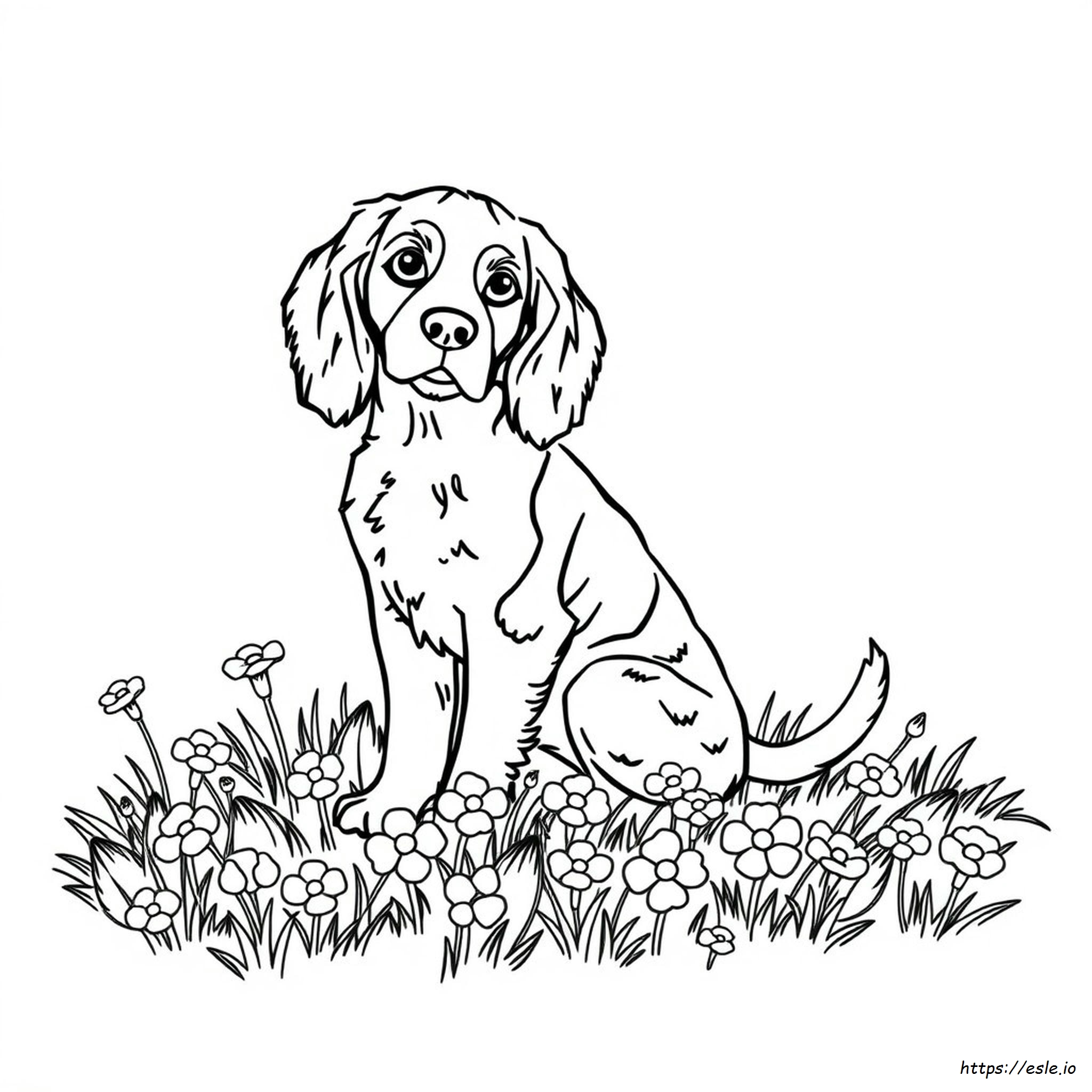 Disegni Da Colorare Di English Springer Spaniel
