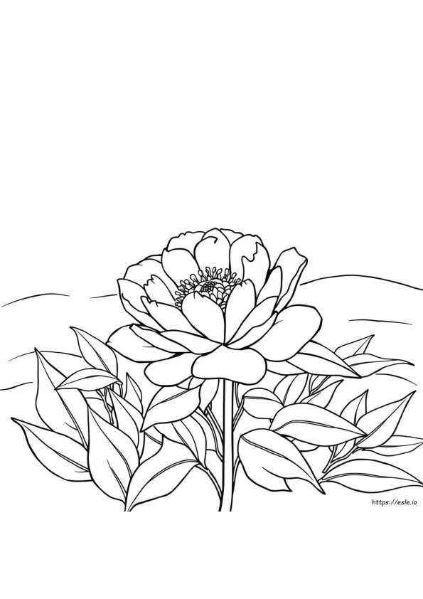 Bunga Peony Gambar Mewarnai