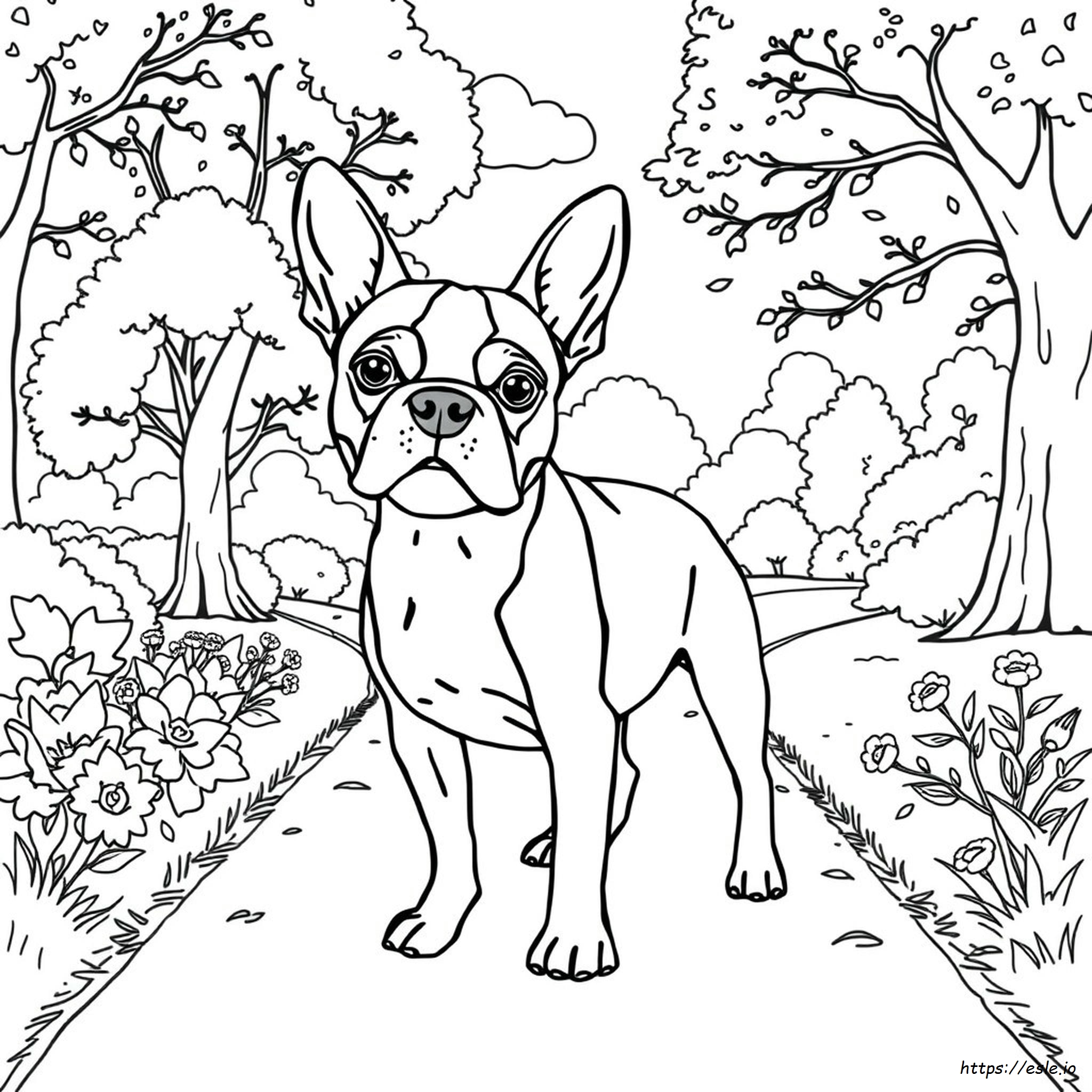 Boston Terrier Coloring Sheet