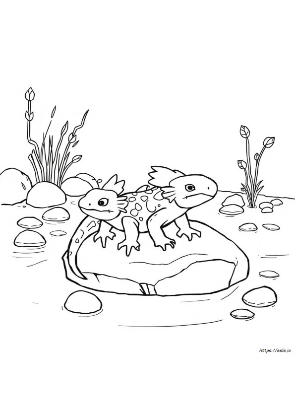 Axolotl Da Colorare Stampabile Gratis