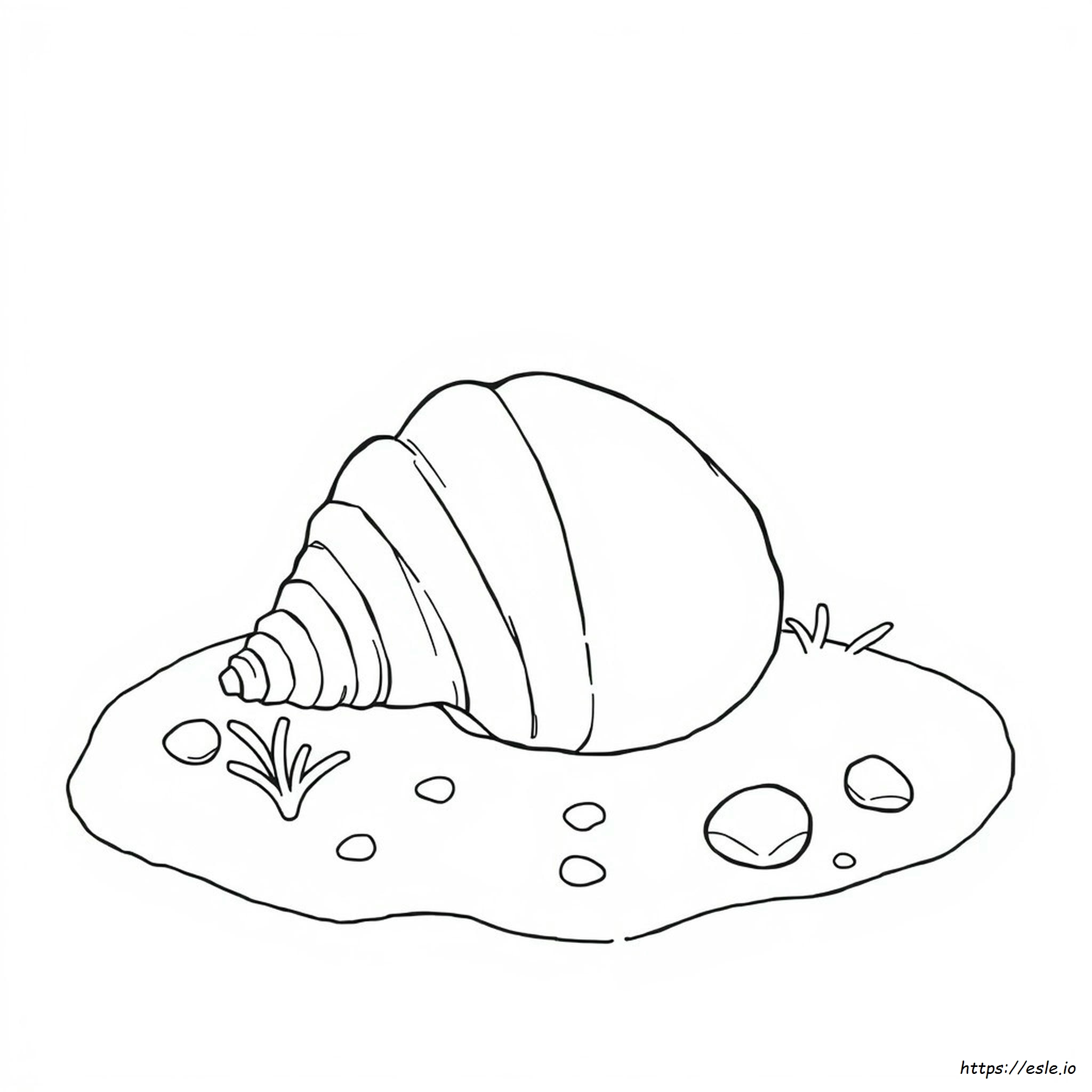 Coloring Pictures Of Seashells