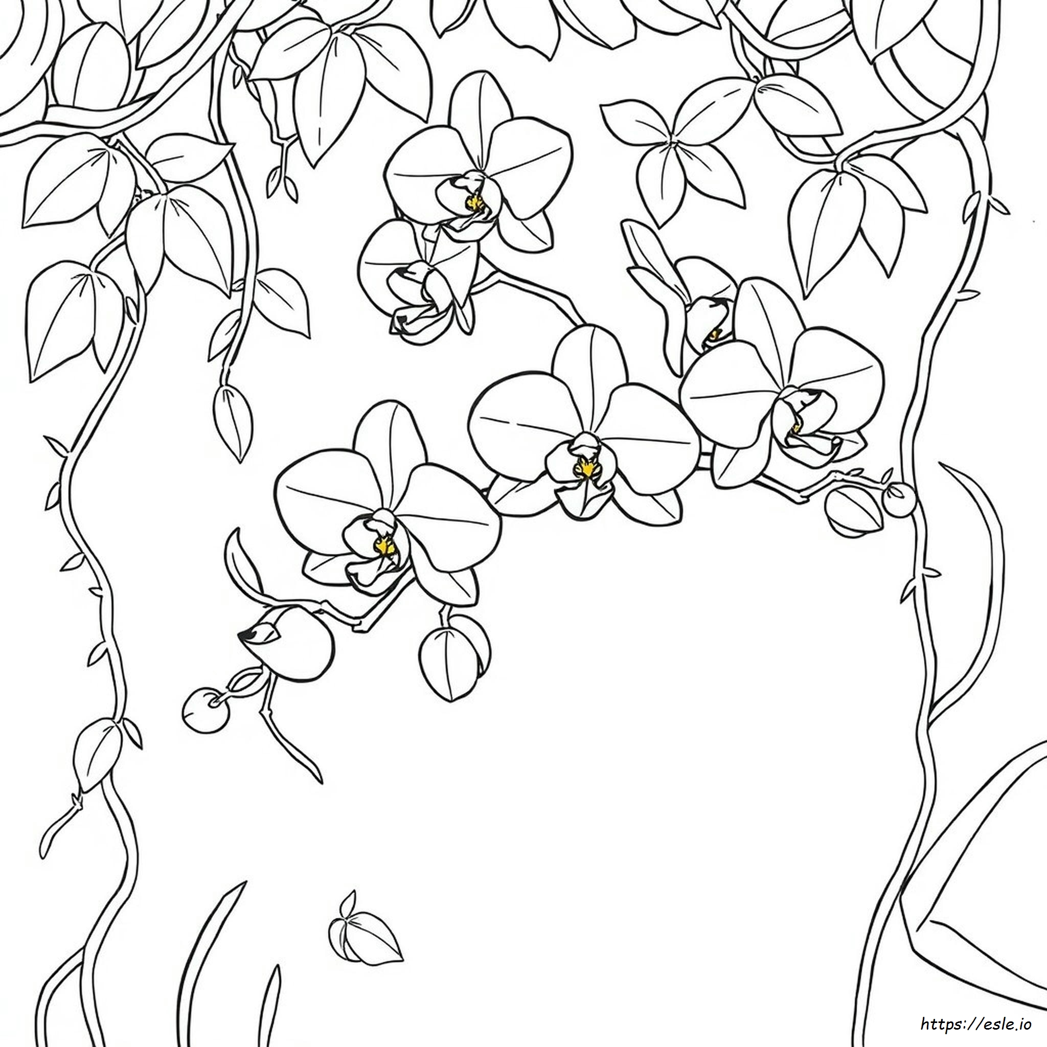 Printable Orchid Coloring Page