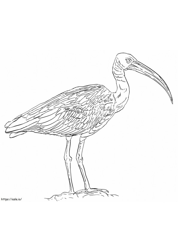 Coloriage Ibis sacré à imprimer dessin