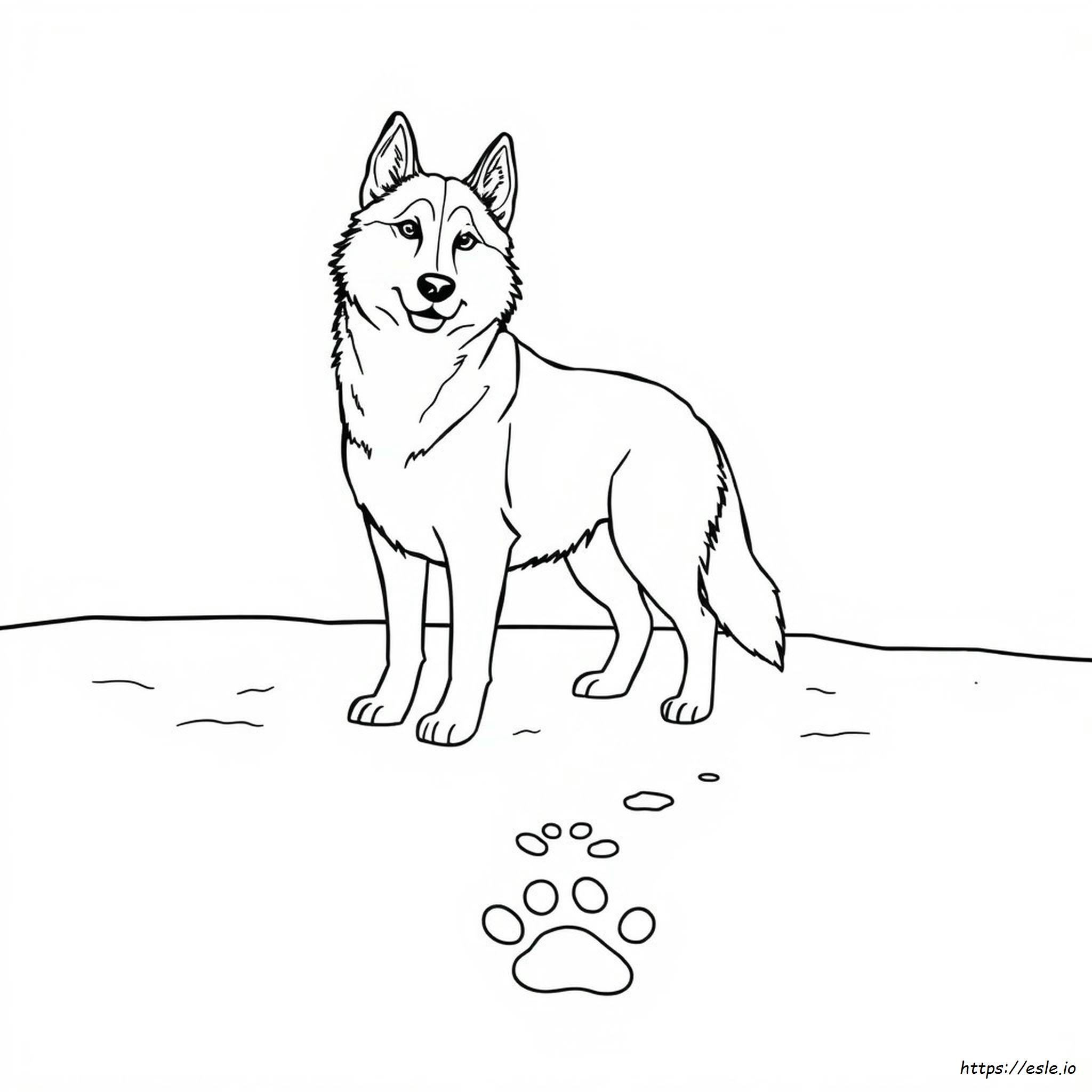 Siberian Husky Kolorowanka