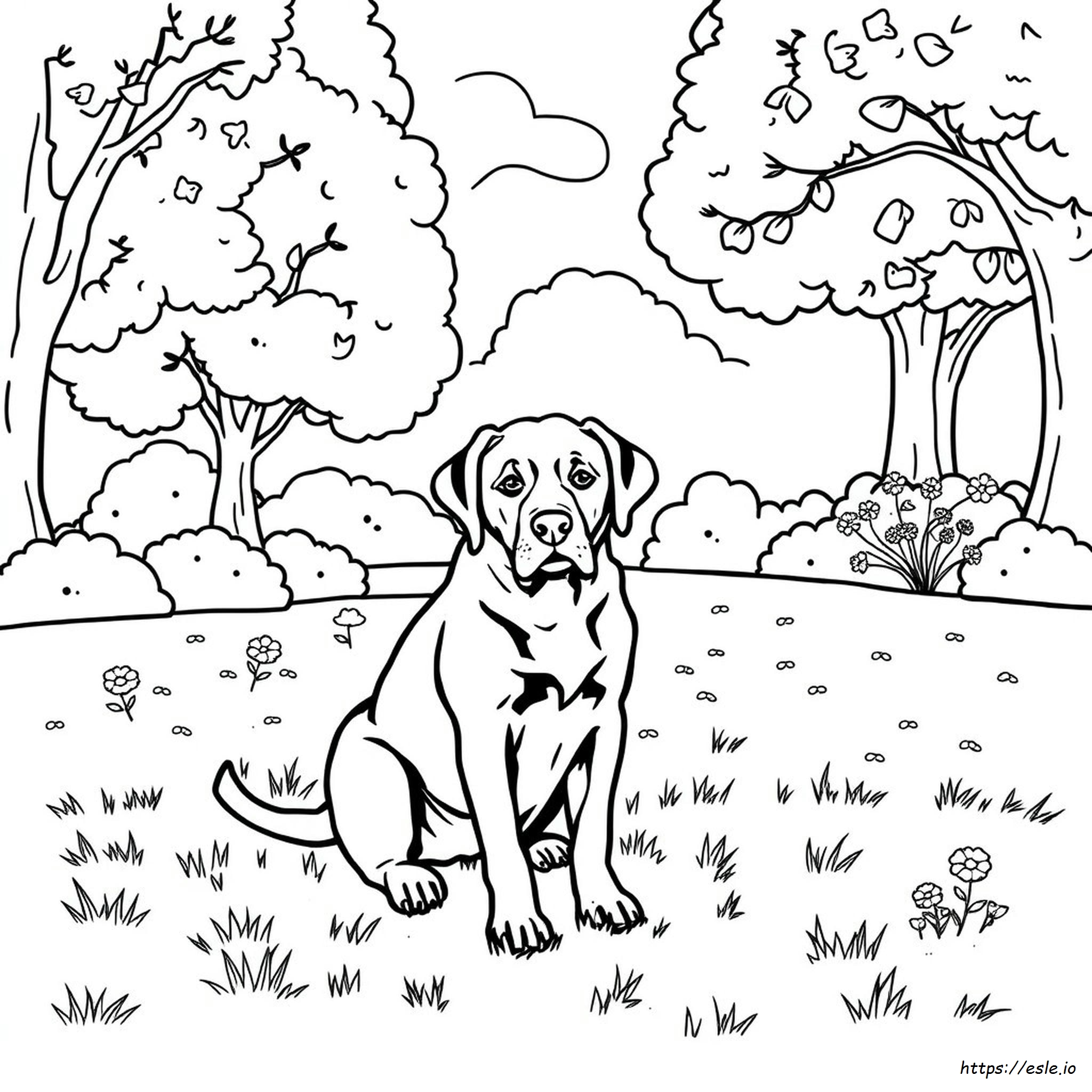 Pagina Da Colorare Labrador Nero
