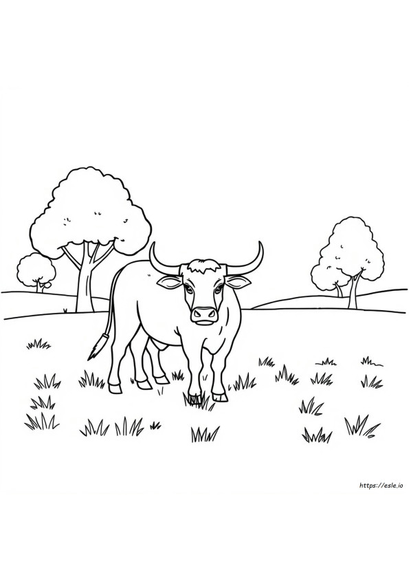Toro Da Colorare