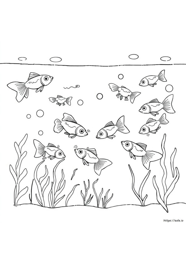 Erilaisia Guppy-Värejä