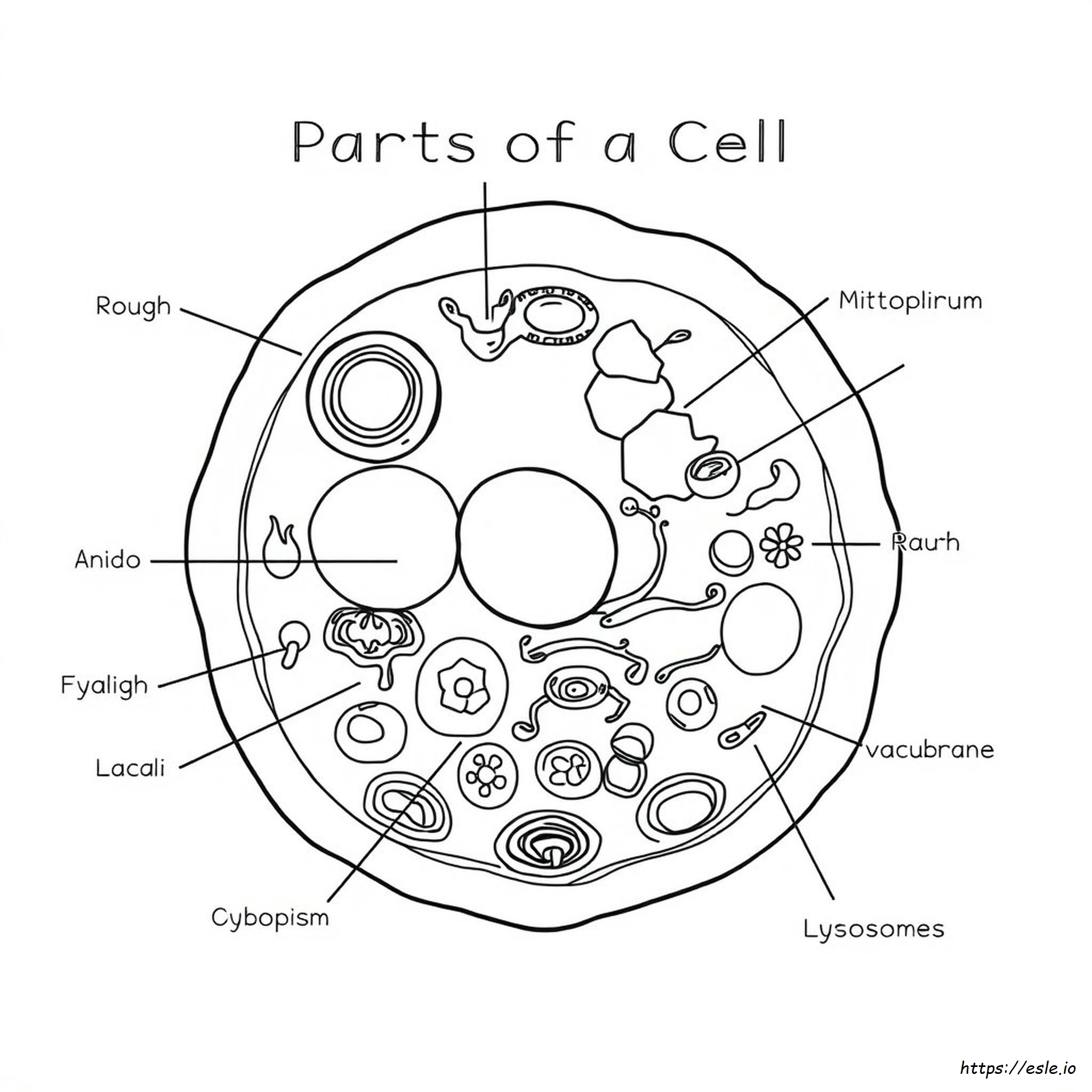Partes De Una Célula Para Colorear