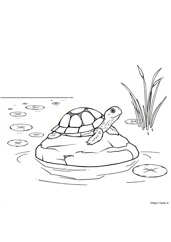 Livro De Tartarugas Para Colorir