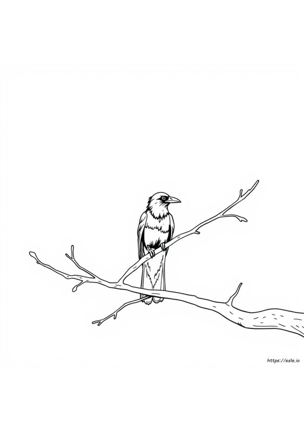 Gambar Mewarnai Burung Gagak