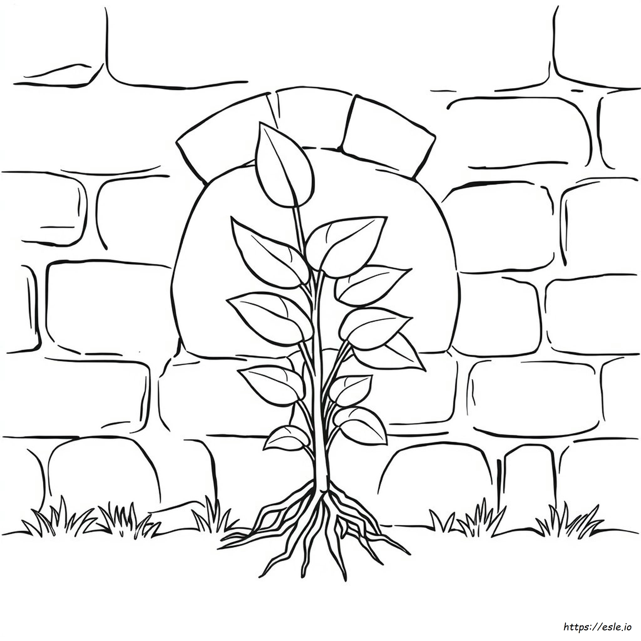 Paseo De Plantas Para Colorear