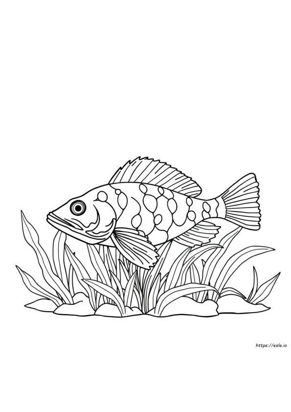 Apakah Ikan Pleco Berubah Warna