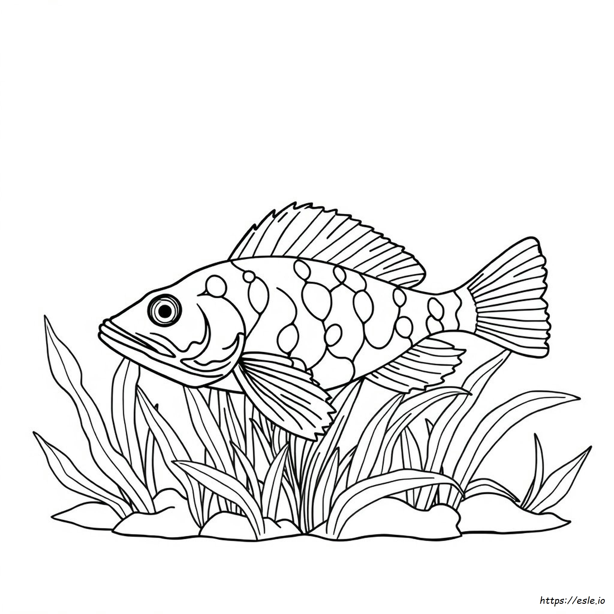 I Pleco Cambiano Colore