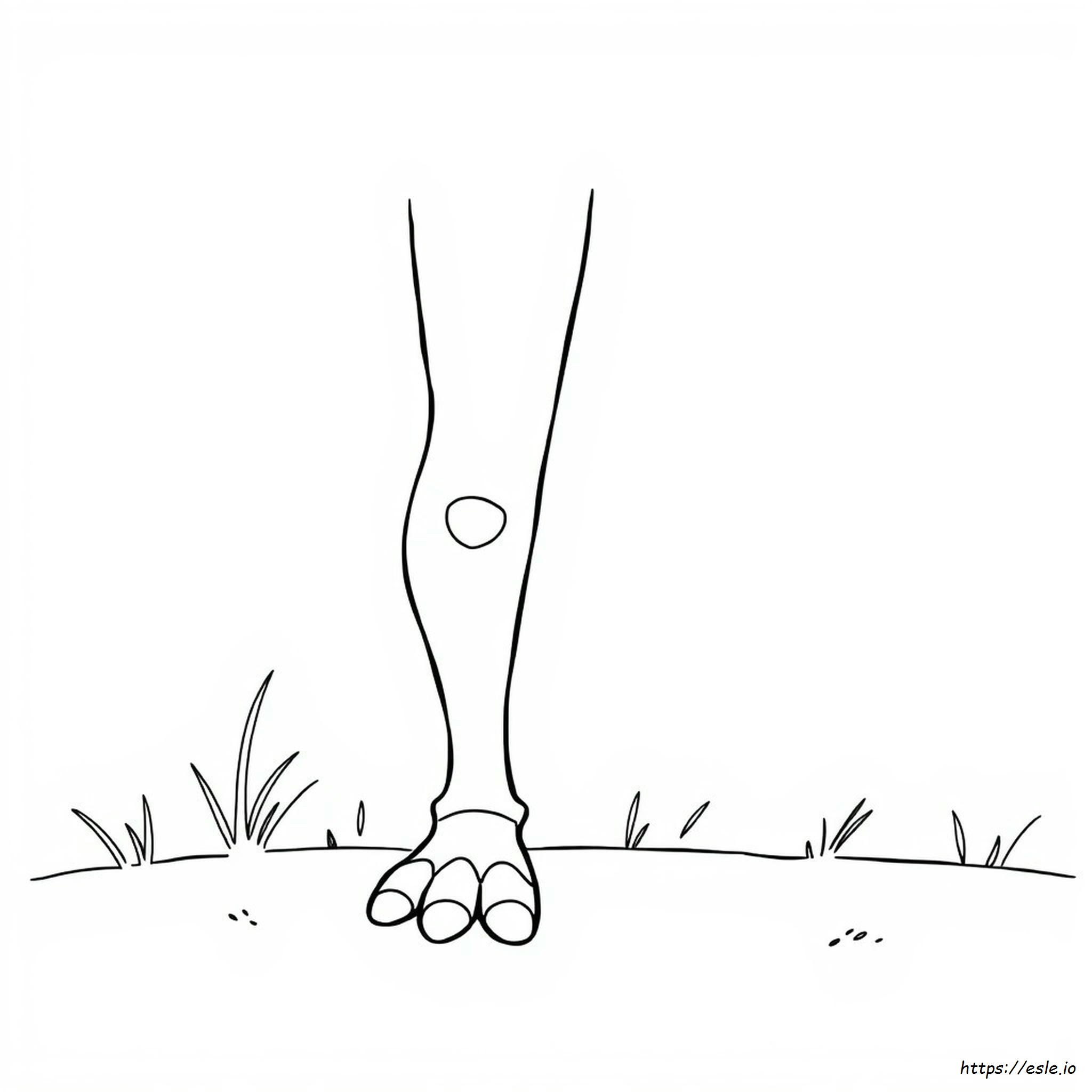 Gambe Da Colorare