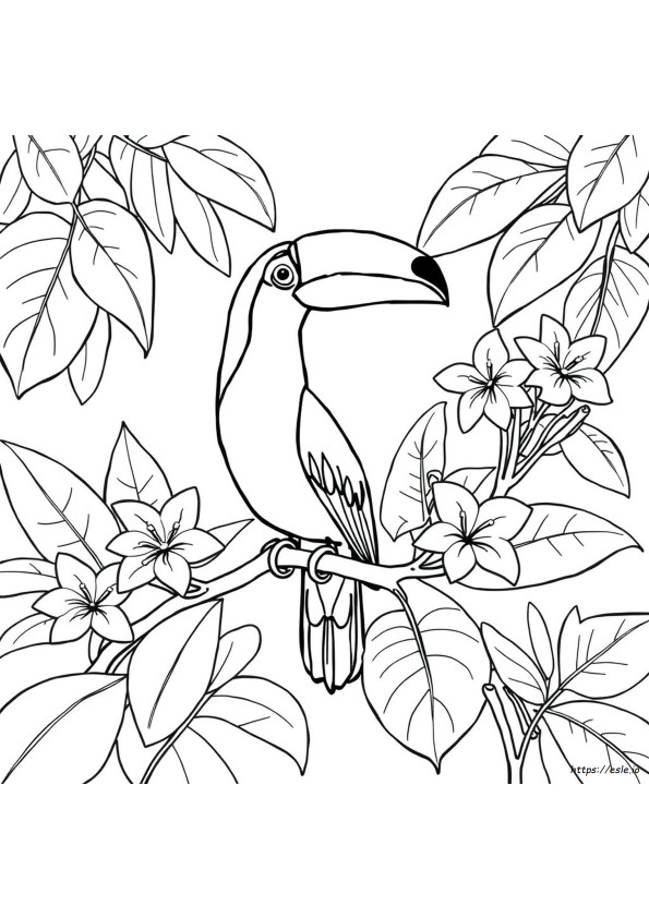 Tucano Para Colorir
