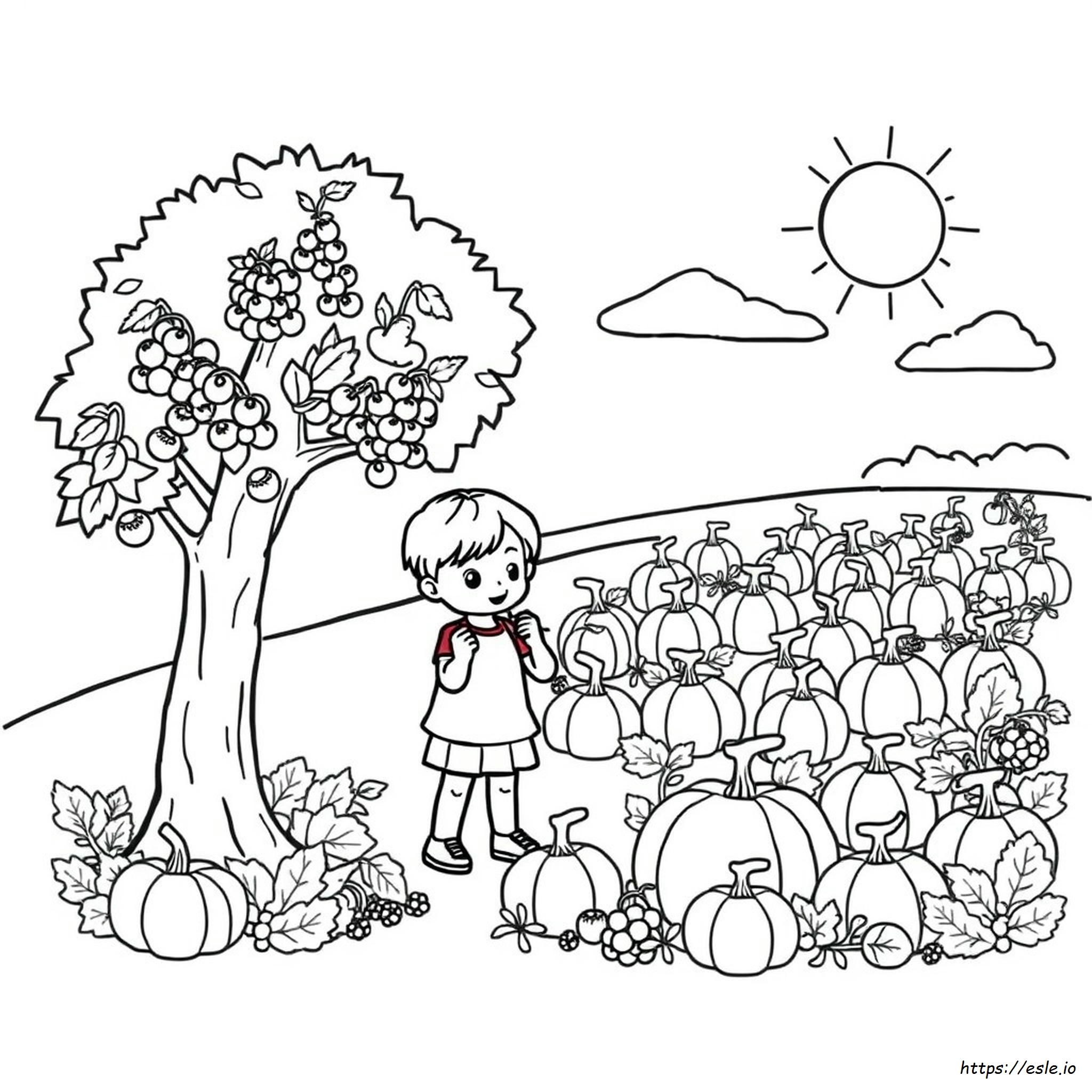 Preschool Harvest Coloring Pages