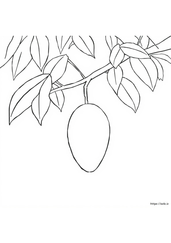 Mangga Gambar Mewarnai