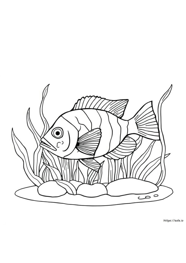 Mengapa Warna Gourami Saya Memudar