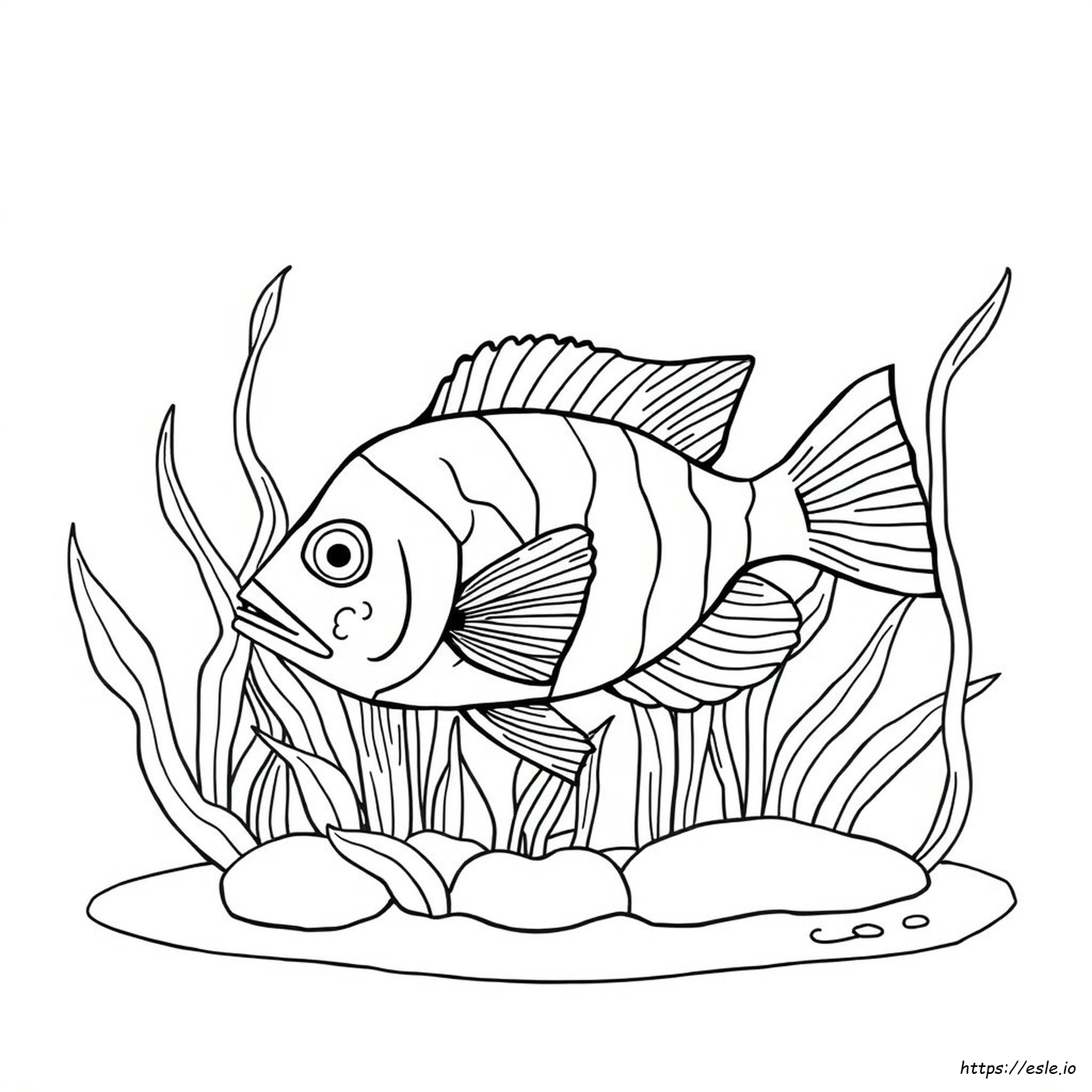 ¿Por Qué Mi Gourami Está Perdiendo Color?