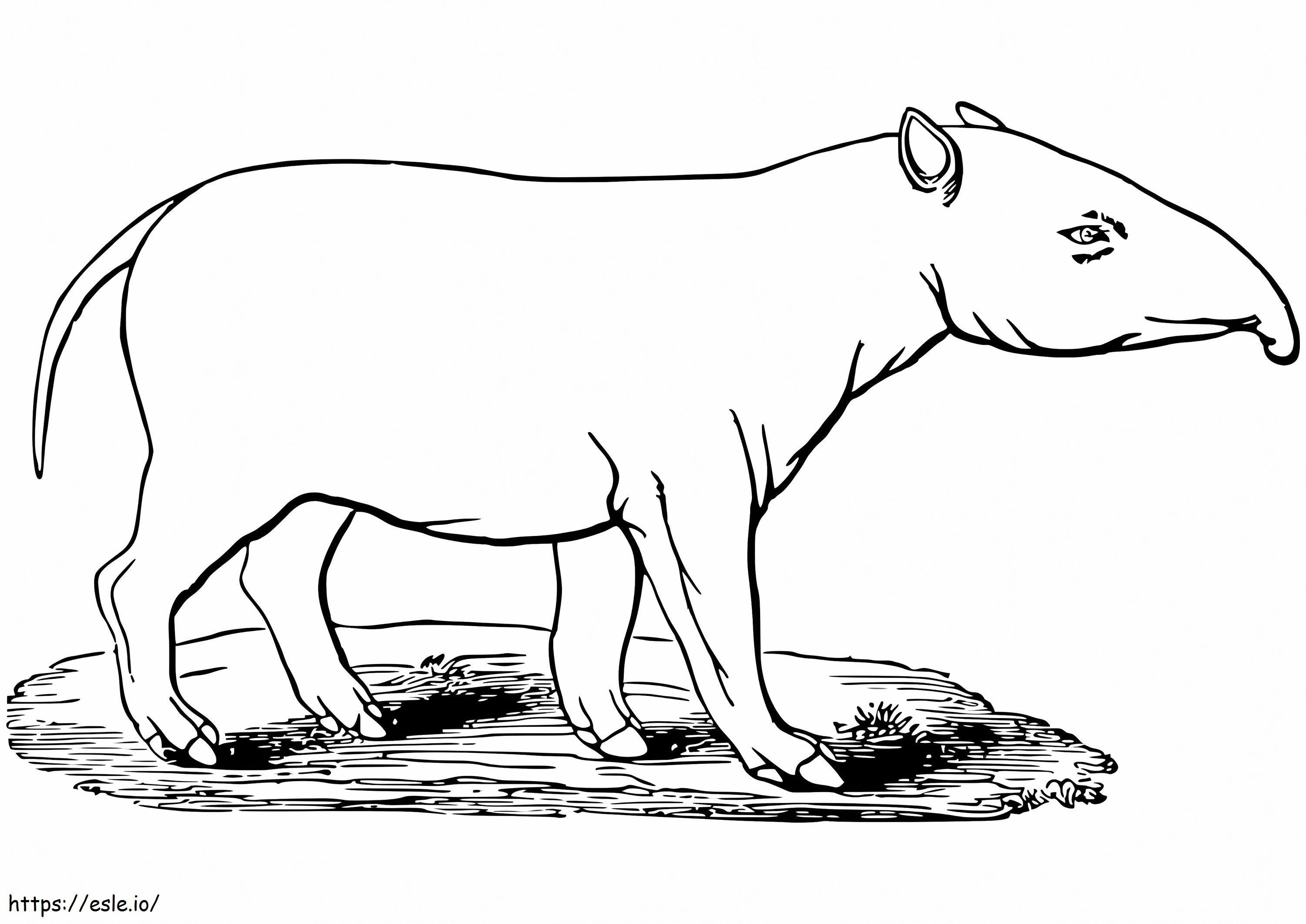 Normál tapír kifestő