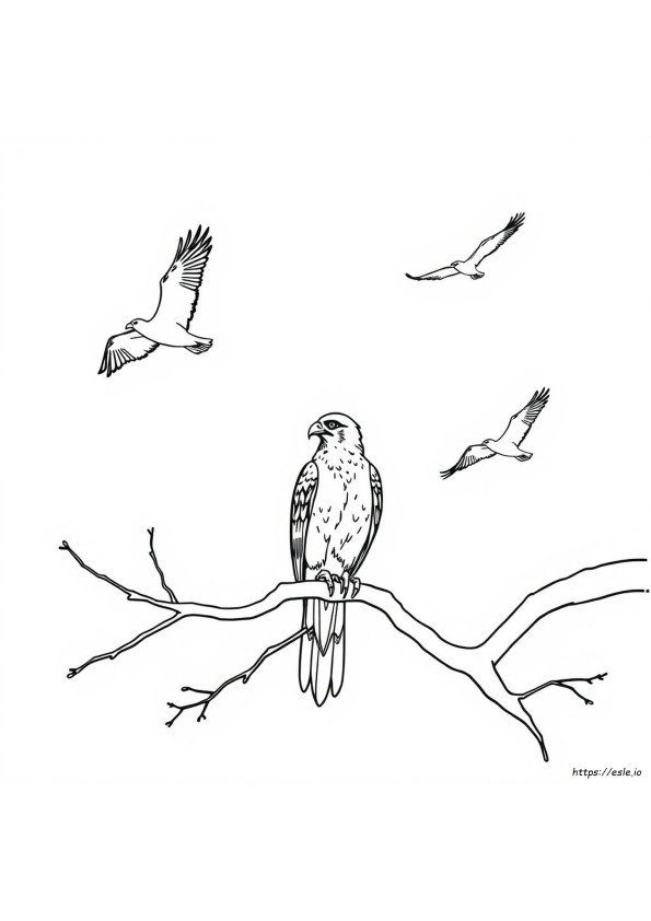Burung Pemangsa Gambar Mewarnai