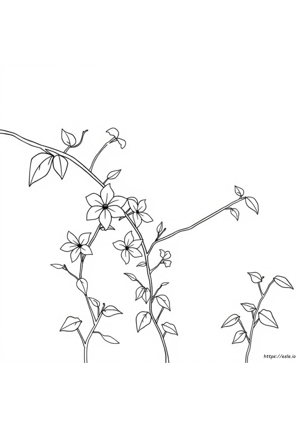 Sampaguita Gambar Untuk Mewarnai