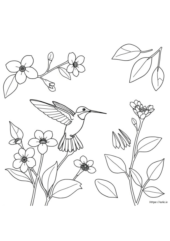 Gambar Mewarnai Burung Kolibri Bunga