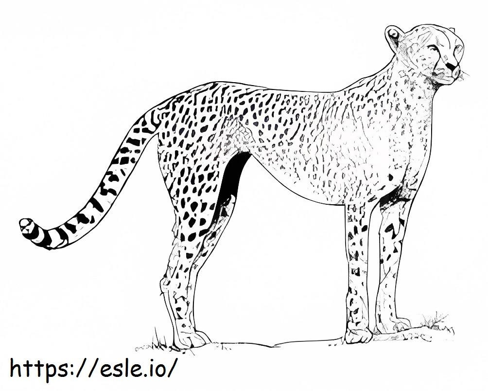 Simple Cheetah coloring page