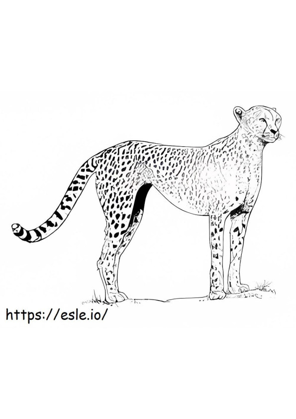 Yksinkertainen gepardi värityskuva