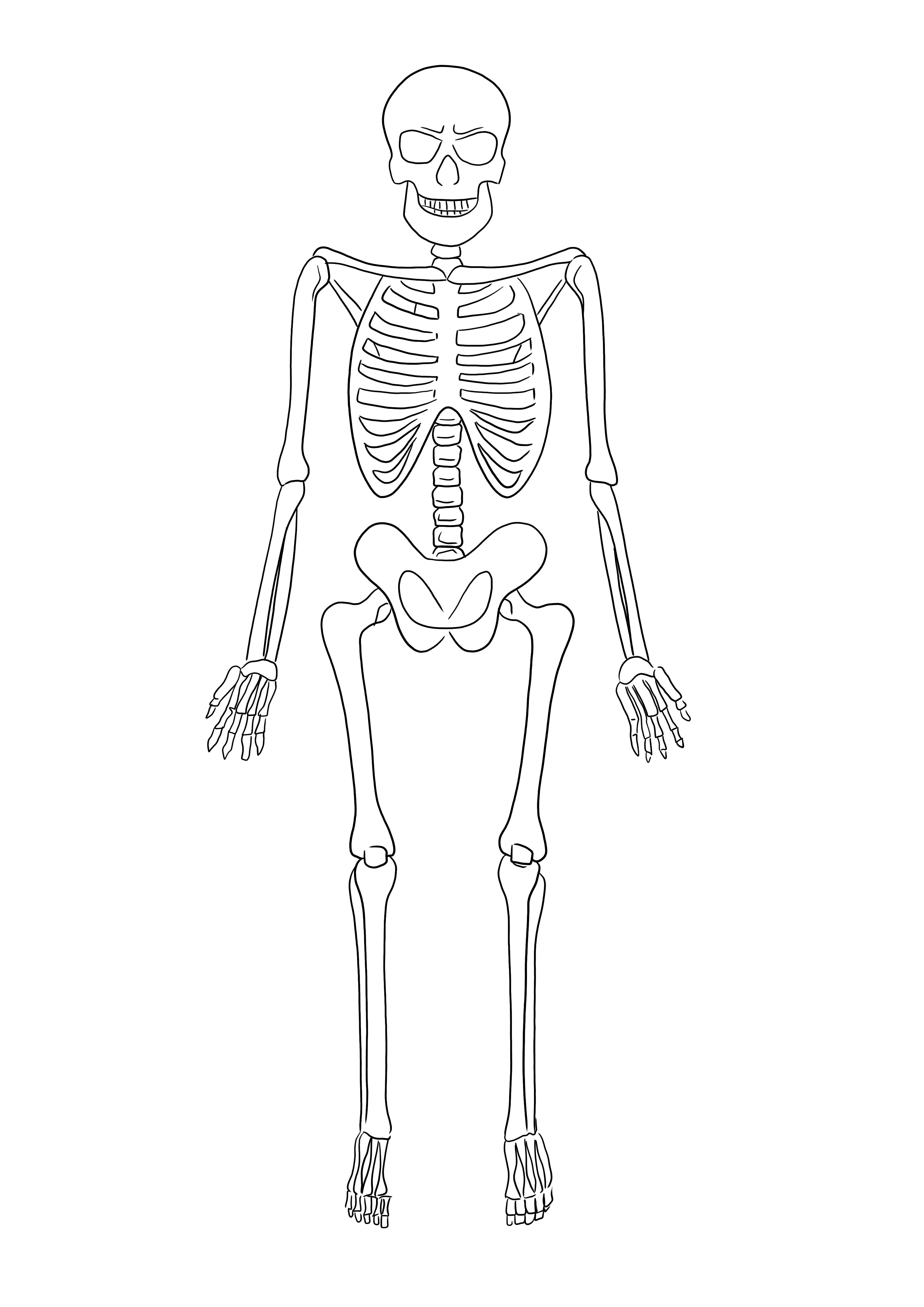Easy and free coloring page of Skeleton to print and learn for kids