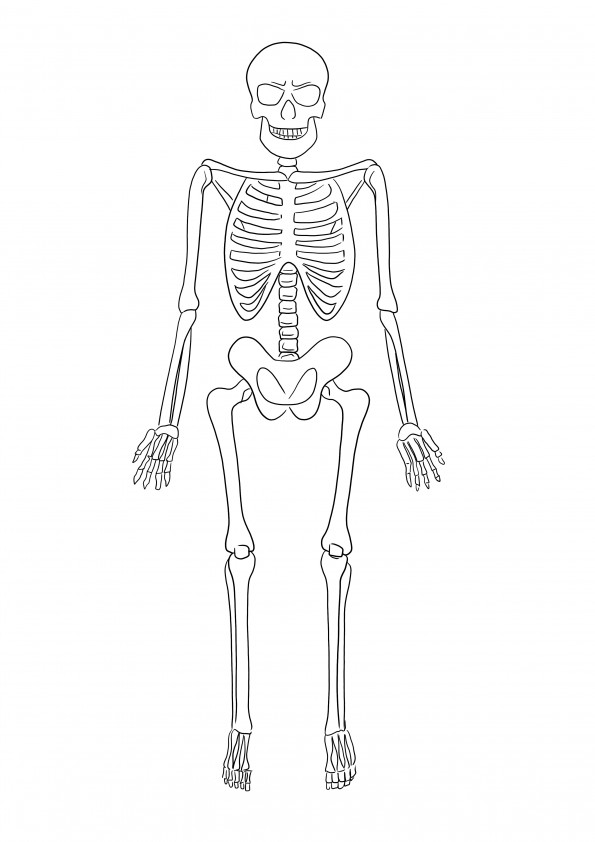 Pagina de colorat Skeleton ușor și gratuit de imprimat și de învățat pentru copii
