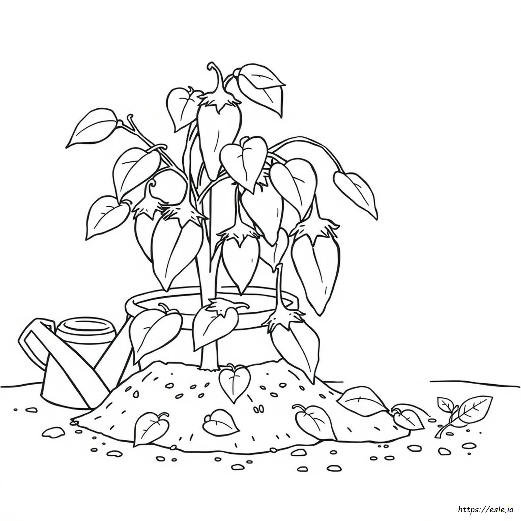 Brinjal For Colouring