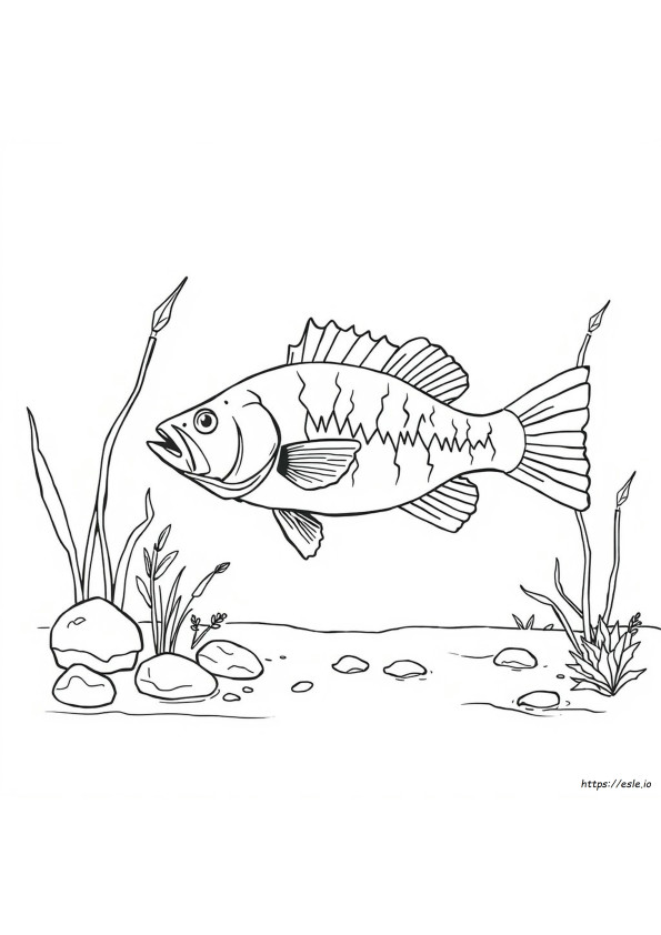 Clean Bass De Colorat