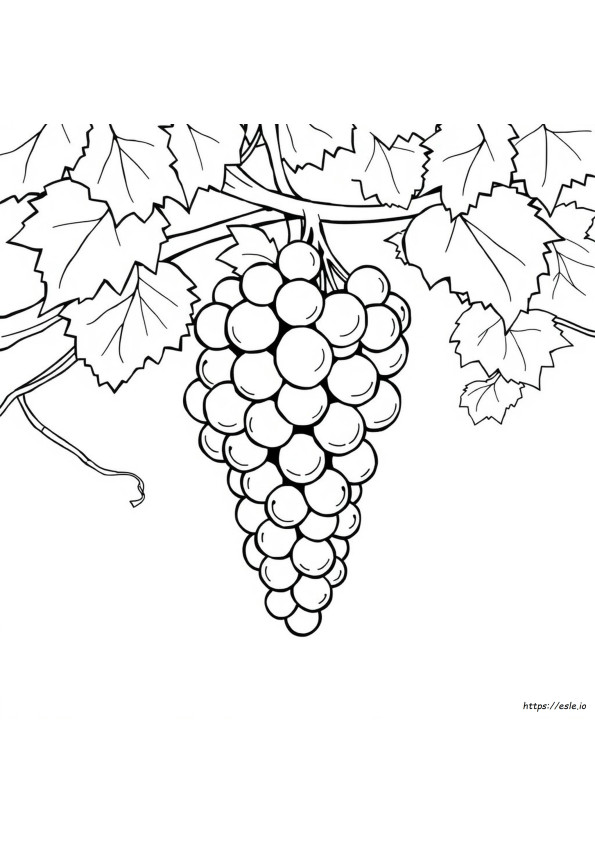 Grapes Picture For Coloring