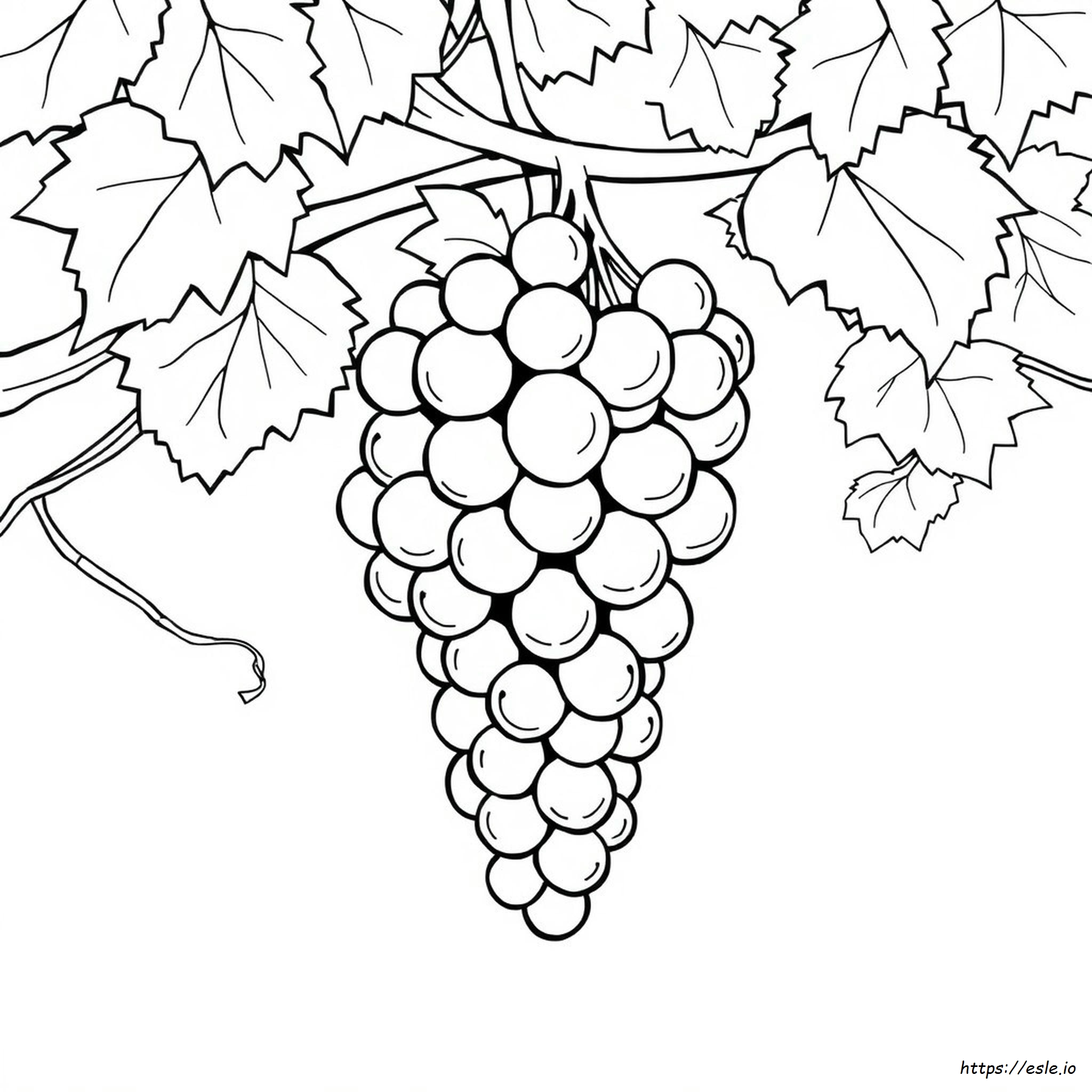 Grapes Picture For Coloring