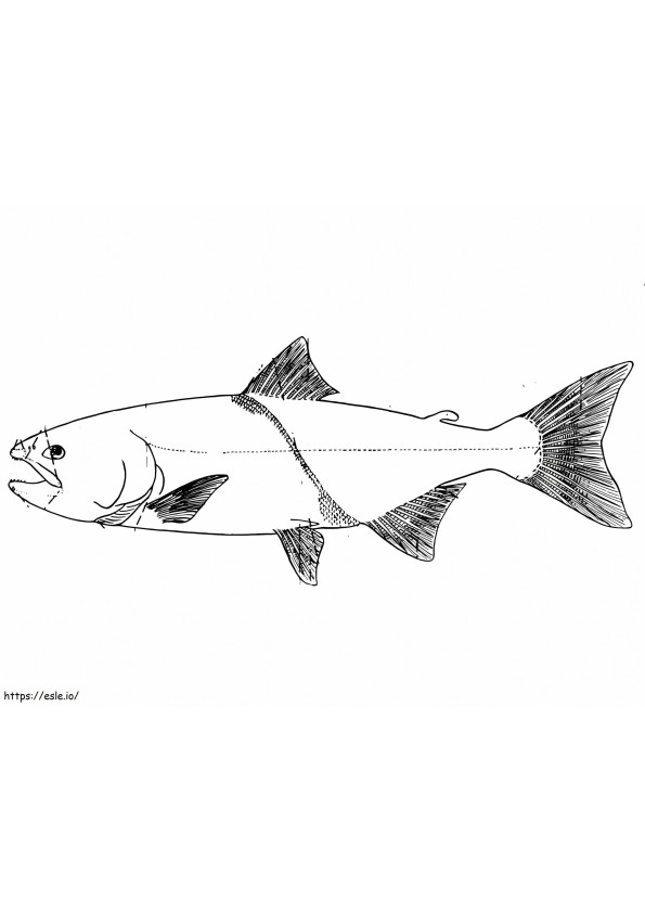 Salmon yang dapat dicetak Gambar Mewarnai