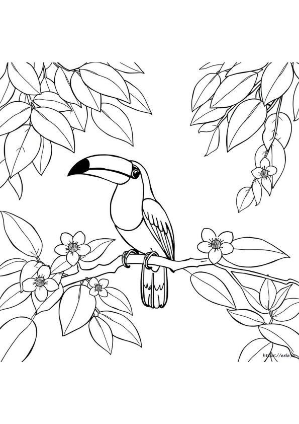 Tucano Para Colorir