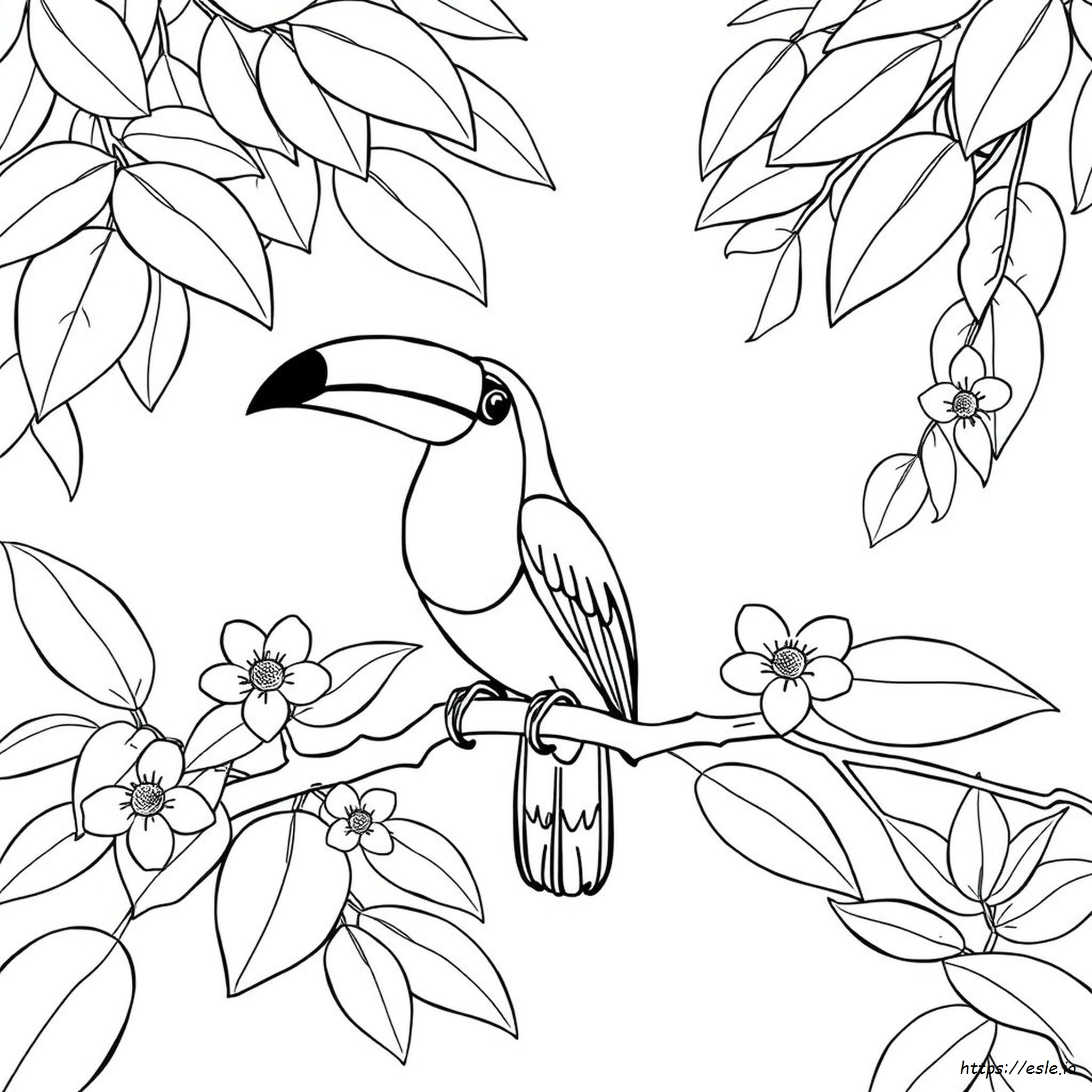 Toucan Bird Coloring Pages