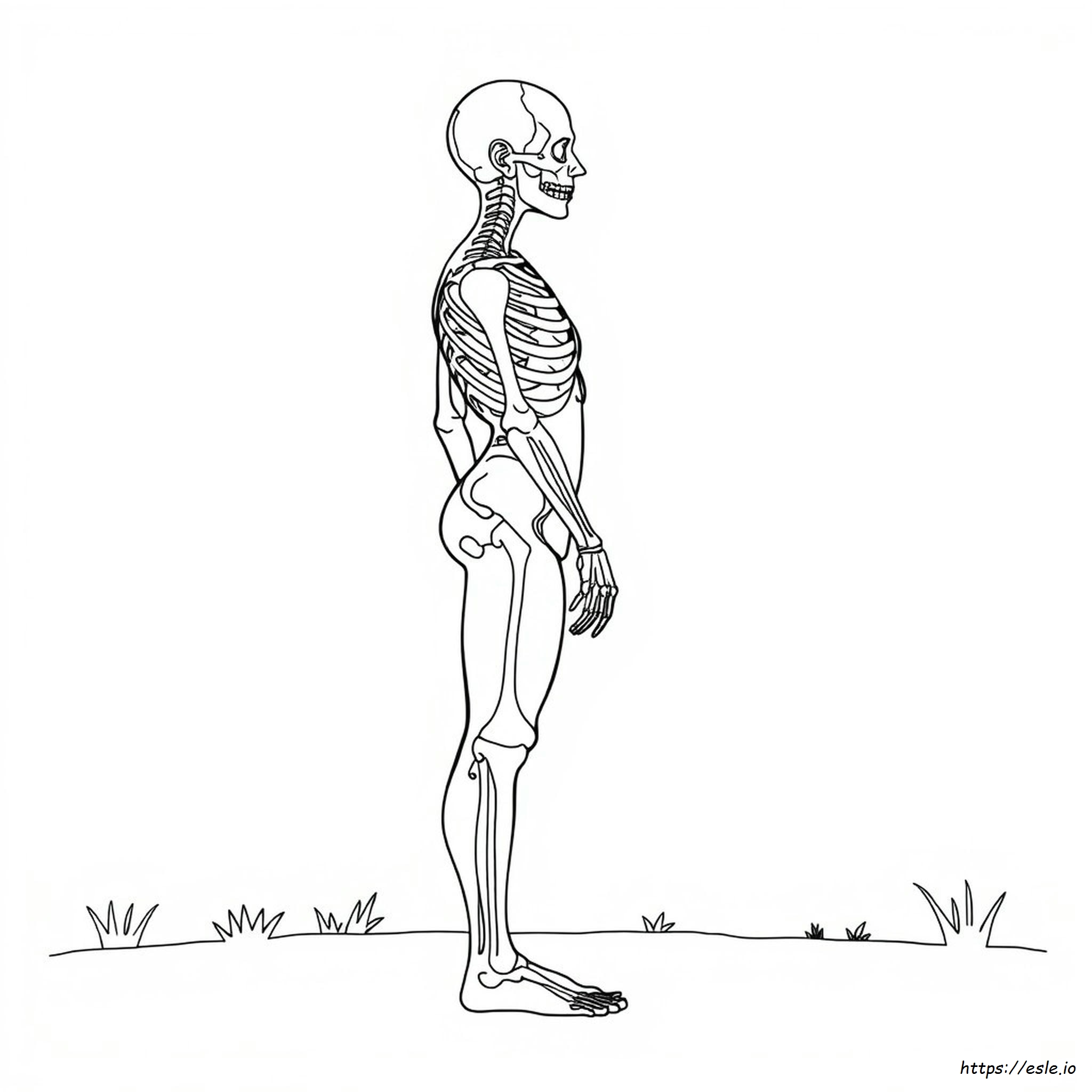 How To Color Anatomy Coloring Book