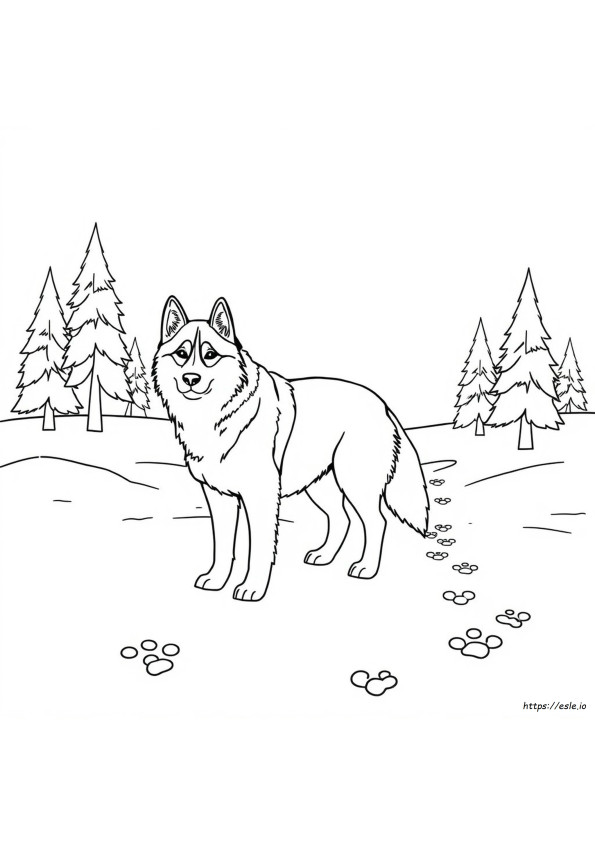 Alaskan Husky Kolorowanki