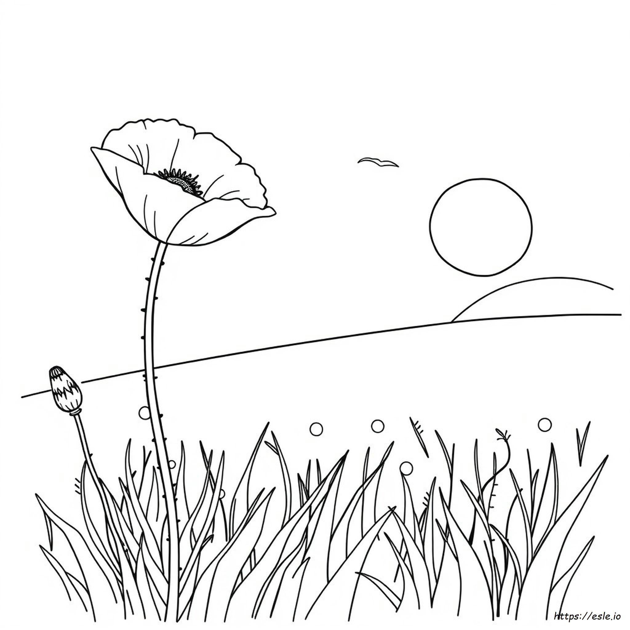 Poppy Flower For Colouring